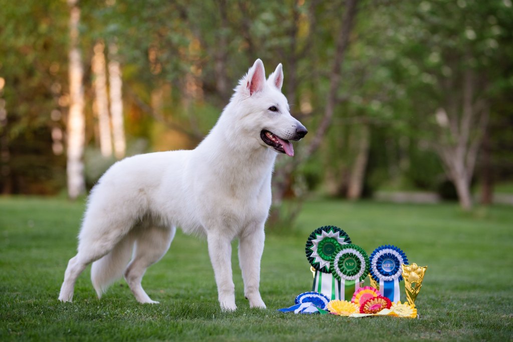 Busting the Myth: Showdogs Are Not Just Pretty Couch&nbsp;Potatoes